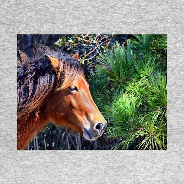 Assateague Pony Enjoying a Splash of Sunshine by Swartwout